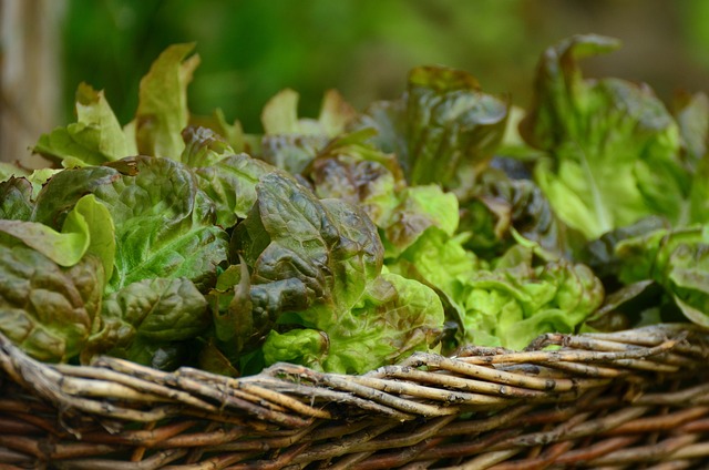 How to Harvest Lettuce Like a Garden Pro